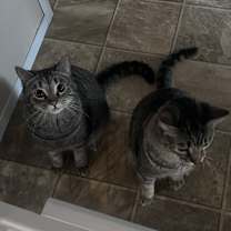 Thumbnail photo of Simba and Loki #1