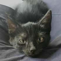 Thumbnail photo of Mortis #2