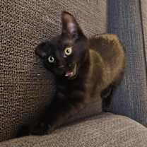 Thumbnail photo of Mortis #4