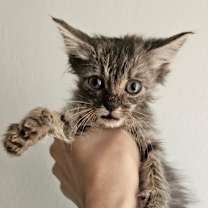 Thumbnail photo of Larry #1