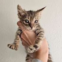 Thumbnail photo of Curly #1