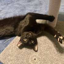 Thumbnail photo of Waylon #1