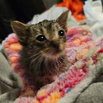 Thumbnail photo of Curly #2