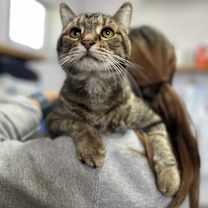 Thumbnail photo of Dalton #1