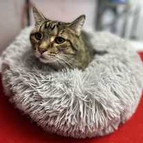 Thumbnail photo of Dalton #2