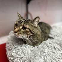 Thumbnail photo of Dalton #4