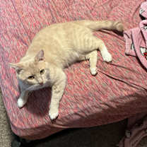 Thumbnail photo of Nugget #2