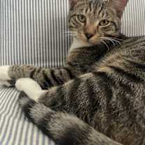 Thumbnail photo of Francis and Opie (bonded) #2