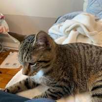 Thumbnail photo of Francis and Opie (bonded) #3