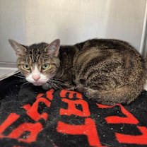 Thumbnail photo of CA 124 Susan #2