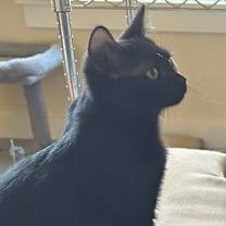 Thumbnail photo of Coal #2