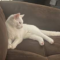 Thumbnail photo of Diamond #4