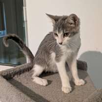 Thumbnail photo of Ash Da Bomb FIV+ #3