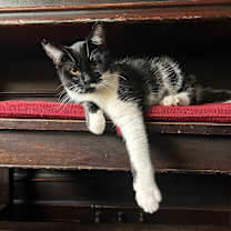 Thumbnail photo of Nicky #1