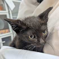 Thumbnail photo of Inyo #2