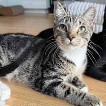 Thumbnail photo of Mickey #1