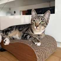 Thumbnail photo of Mickey #3