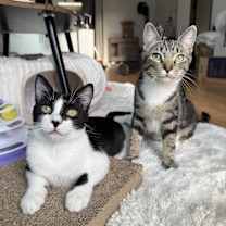 Thumbnail photo of Mickey #4