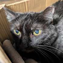 Thumbnail photo of Lucille #1