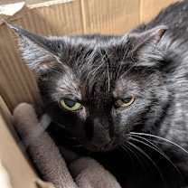 Thumbnail photo of Lucille #2