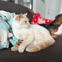 Thumbnail photo of Rambo #2