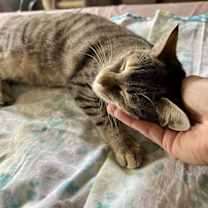 Thumbnail photo of Tigress (FCID#08/27/2025-49) Christiana Petsmart #4