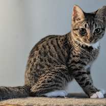 Thumbnail photo of Janne #1