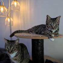 Thumbnail photo of Janne #4