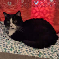 Thumbnail photo of K-Tog #2