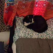 Thumbnail photo of K-Tog #3