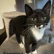 Thumbnail photo of Espresso #2