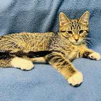 Thumbnail photo of Tavian #3