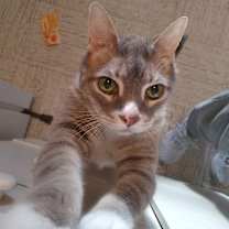 Thumbnail photo of Sulley *DECLAWED* #1