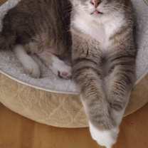 Thumbnail photo of Sulley *DECLAWED* #2