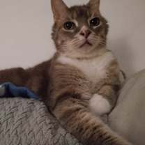 Thumbnail photo of Sulley *DECLAWED* #3