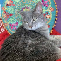 Thumbnail photo of Izzy #1