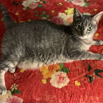 Thumbnail photo of Izzy #2