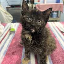 Thumbnail photo of Peanut 25-1657 #1