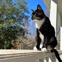 Thumbnail photo of Lila #4