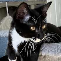 Thumbnail photo of KITTEN REGGIE #3