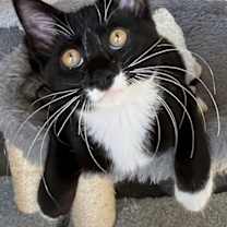 Thumbnail photo of KITTEN REGGIE #4