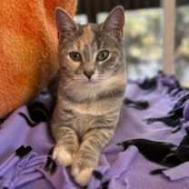 Thumbnail photo of Adele #3