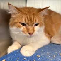 Thumbnail photo of Herbie #2