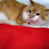 Thumbnail photo of Herbie #3