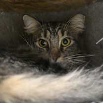 Thumbnail photo of Hope (In Foster) #3