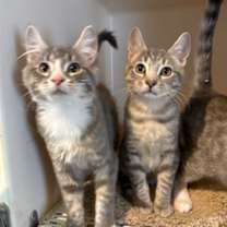 Thumbnail photo of Muffin #4