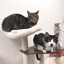 Thumbnail photo of Gizmo #3