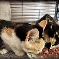 Thumbnail photo of kiki (kisscali) #3