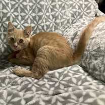 Thumbnail photo of Butters #1