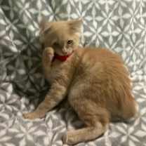 Thumbnail photo of Butters #2